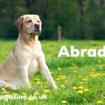 Abradore