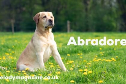 Abradore